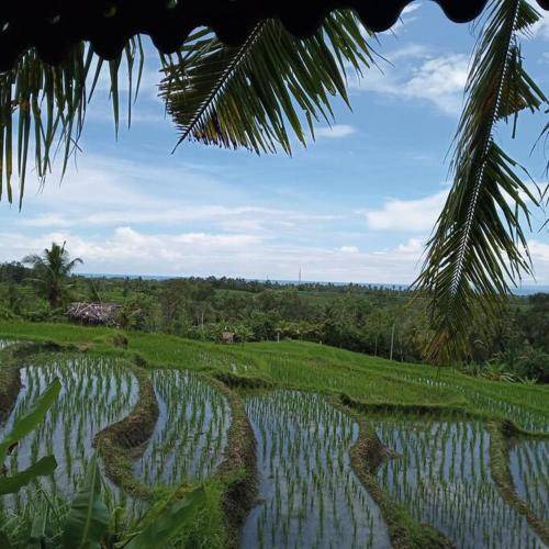 Medewi House | 50 m² House ∙ 1 bedroom ∙ 4 guests