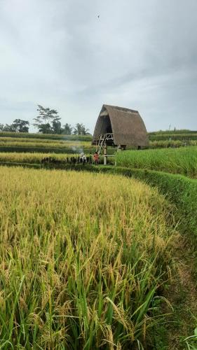 Sebatu Other | Swaha Retreat & Eco Park Ubud