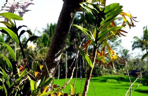 Kenderan House | Dukuh Village Villas & Art