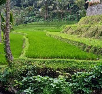 Pupuan Other | Bucu Riverside