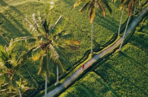Tampaksiring Boat Rental | Downhill Cycling Ubud with Volcano, Jungle, Rice Terrace with meals