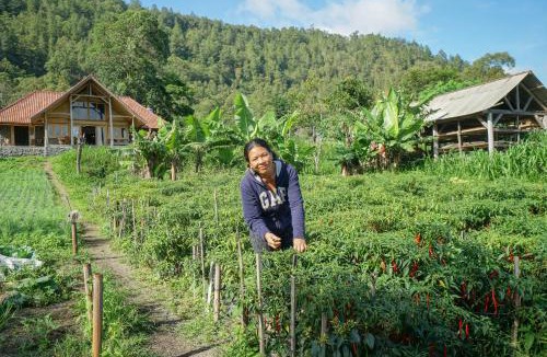 Kintamani Resort | Pondok Manoka