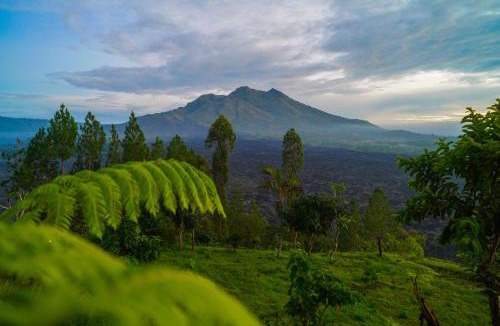 Kintamani Hotel | W Green Kintamani