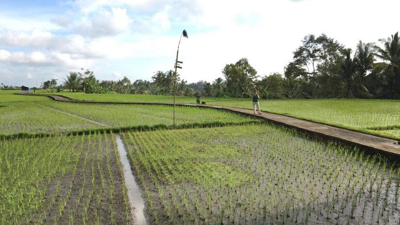 Photo of Others in Payangan