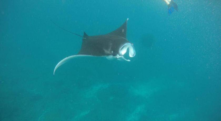 Photo of Others in Ceningan Island