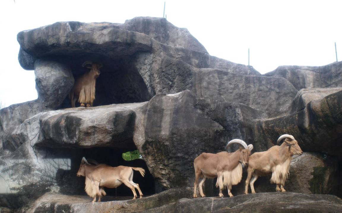 Photo of Others in Medahan
