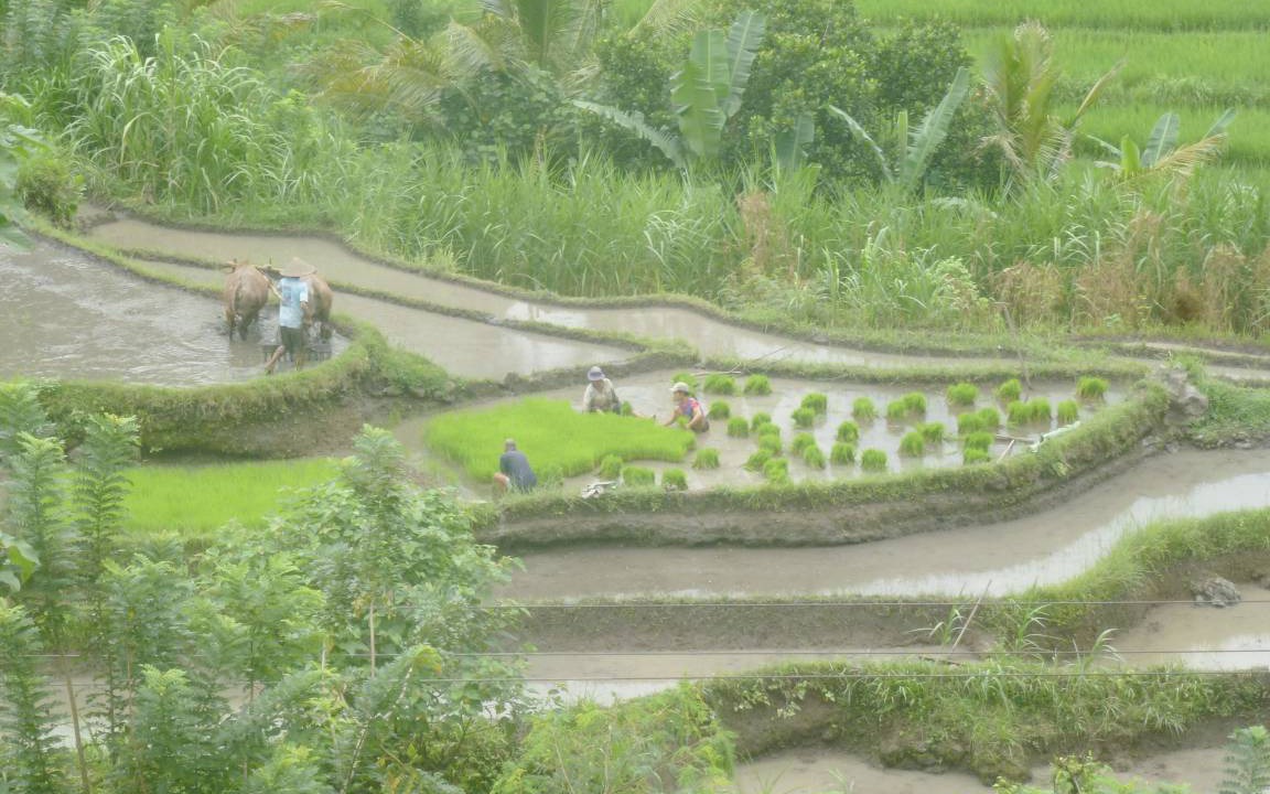 Photo of Others in Jasri