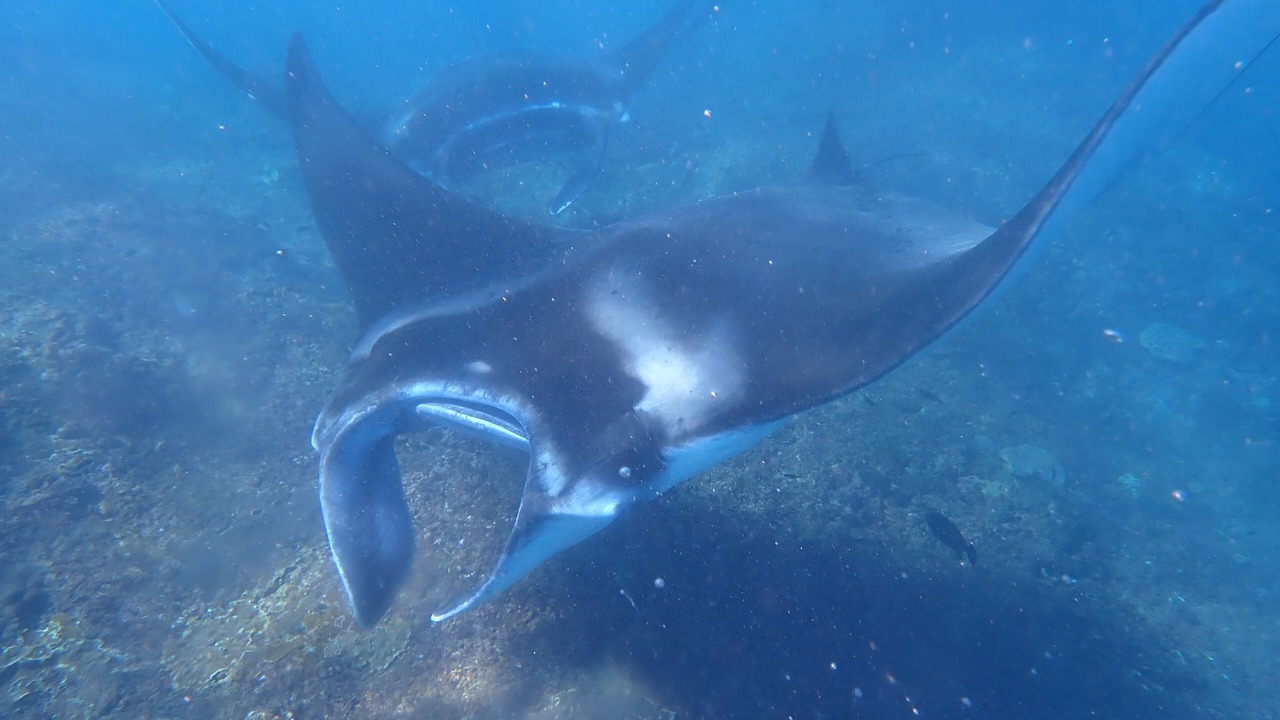 Photo of Others in Mushroom Bay