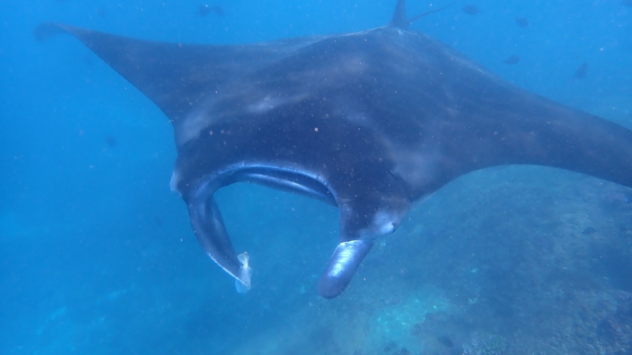 Photo of Others in Mushroom Bay
