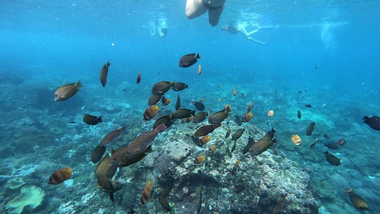Photo of Others in Ceningan Island