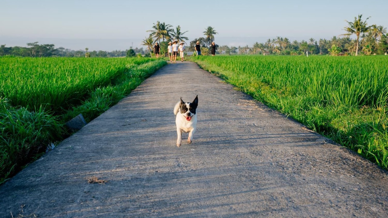 Photo of Outdoor in Tabanan