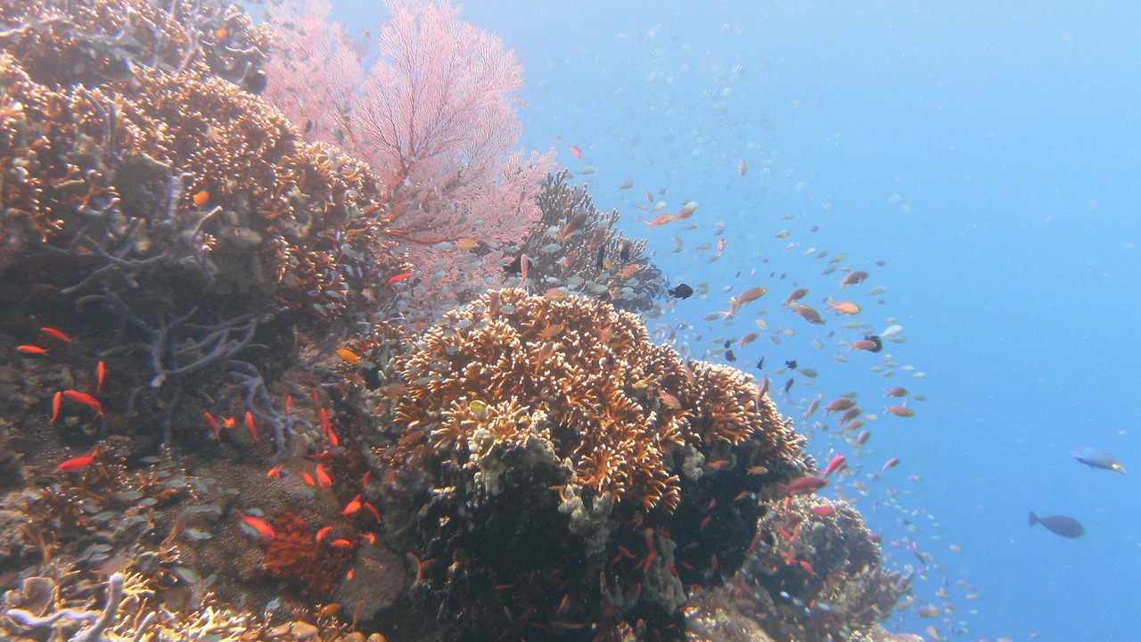 Photo of Others in Pejarakan