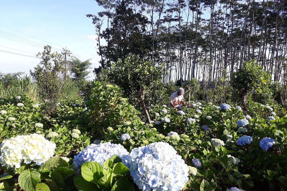 Photo of Outdoor in Munduk
