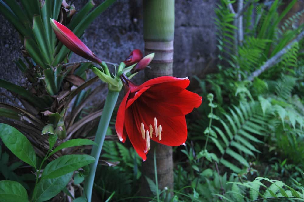 Photo of Outdoor in Munduk