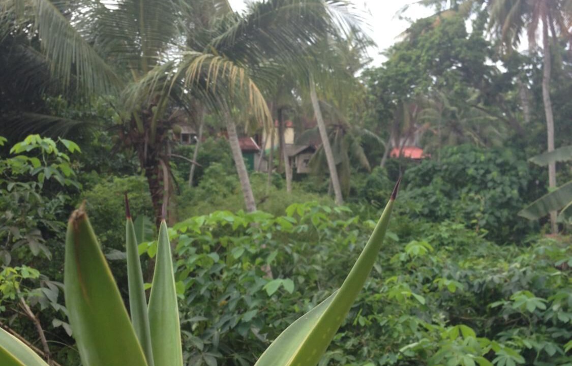 Photo of Outdoor in Mas