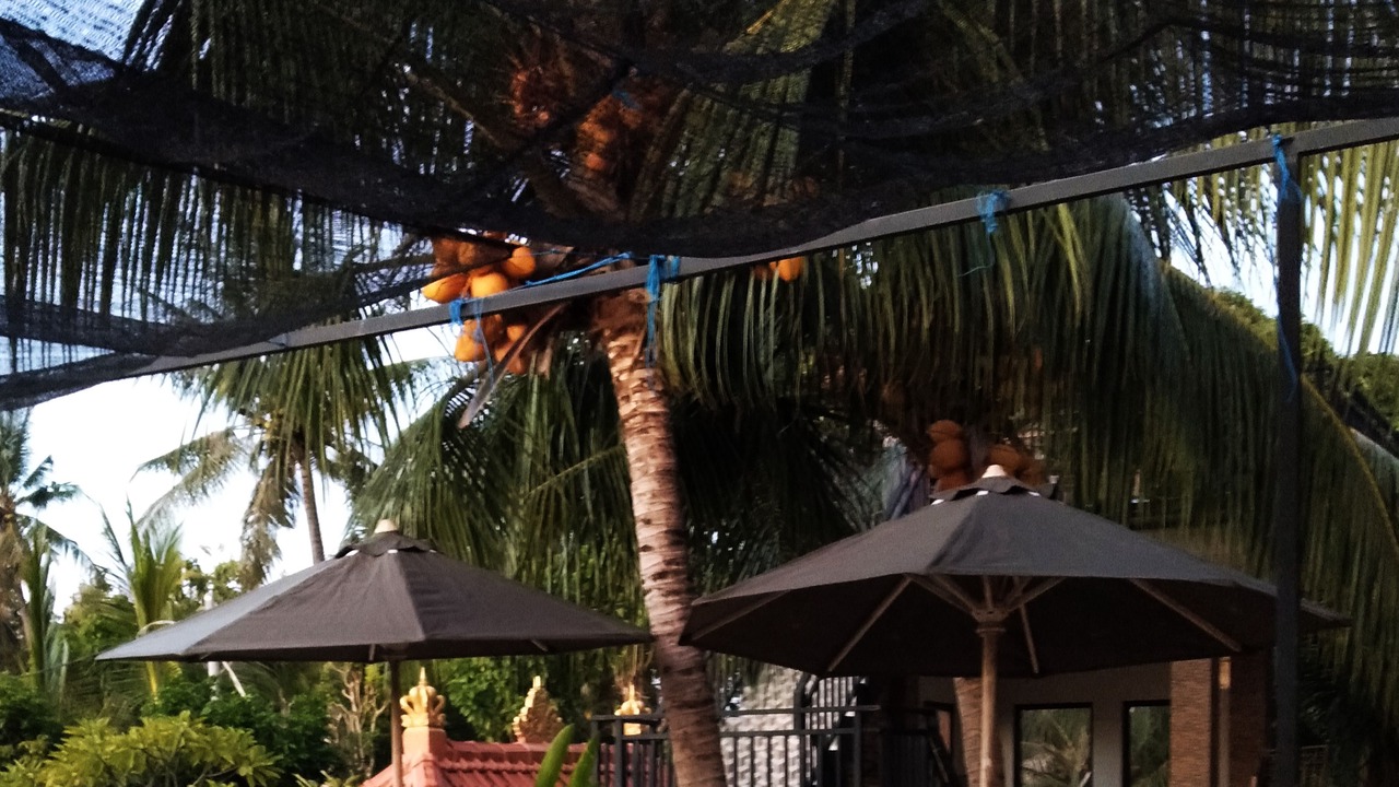 Photo of Others in Ceningan Island