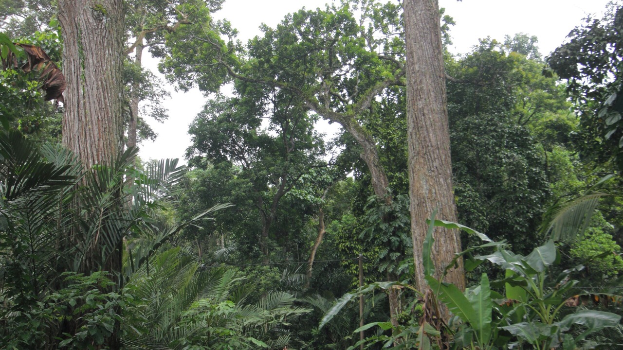 Photo of Outdoor in Bebandem