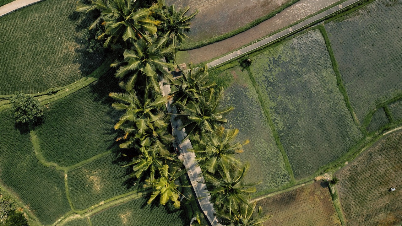 Photo of Outdoor in Ubud