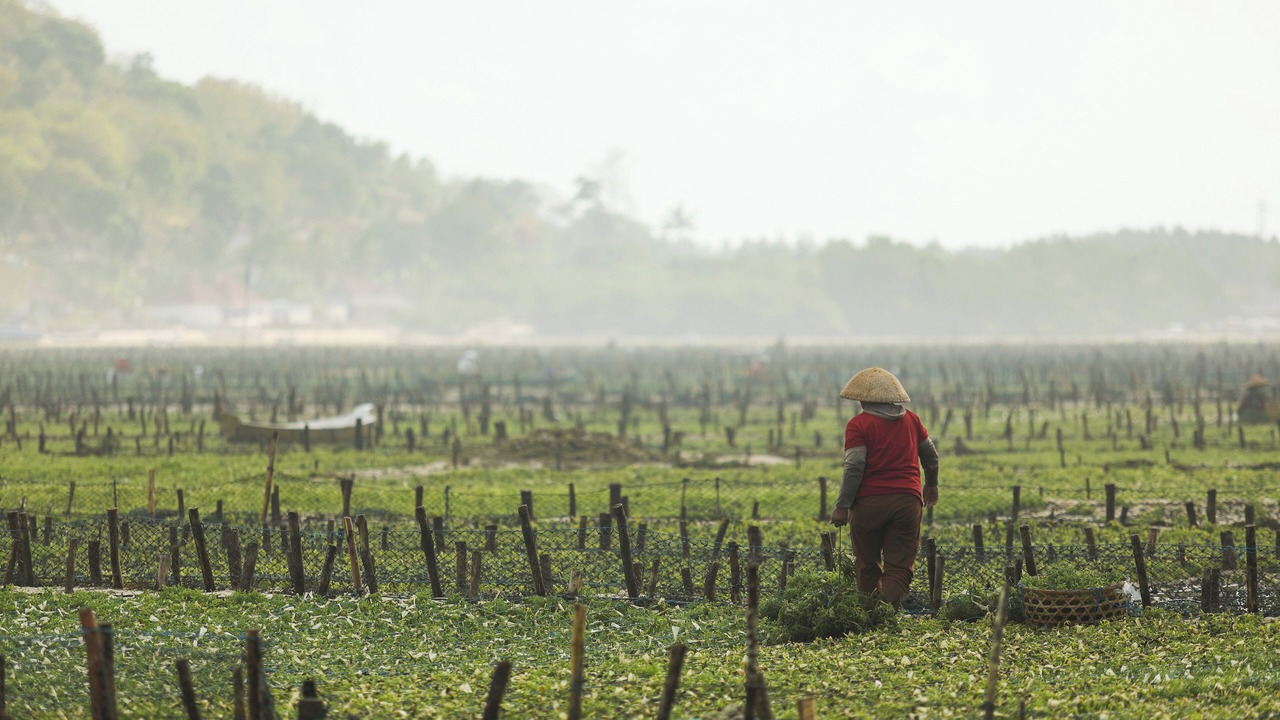 Photo of Others in Ceningan Island