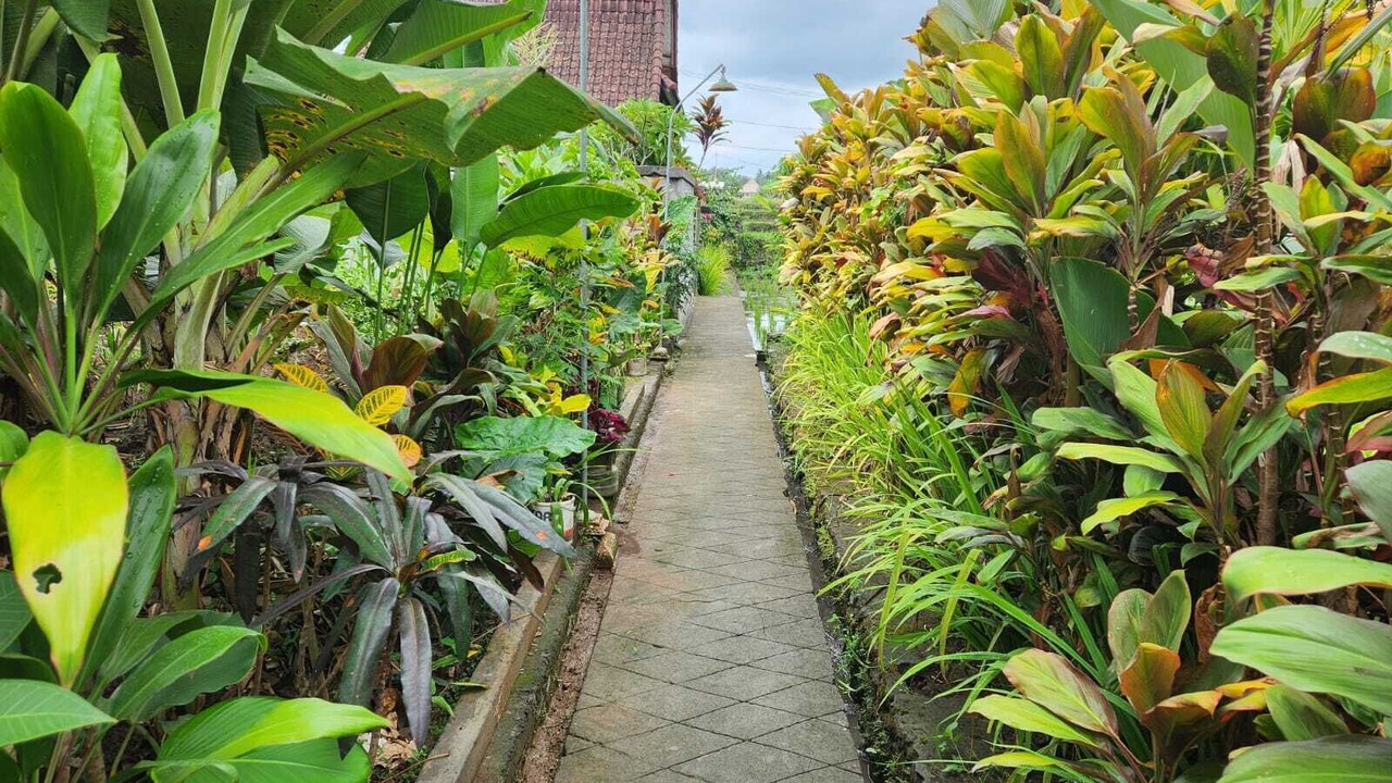 Photo of Outdoor in Pejeng Kawan