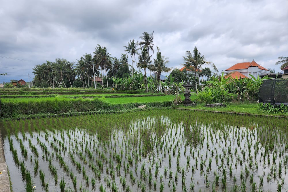 Photo of Outdoor in Pejeng Kawan