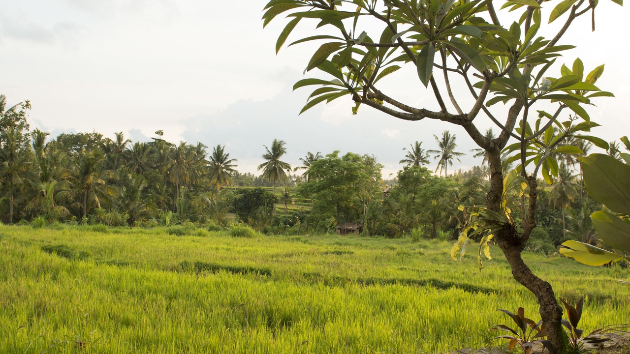 Photo of Others in Ubud