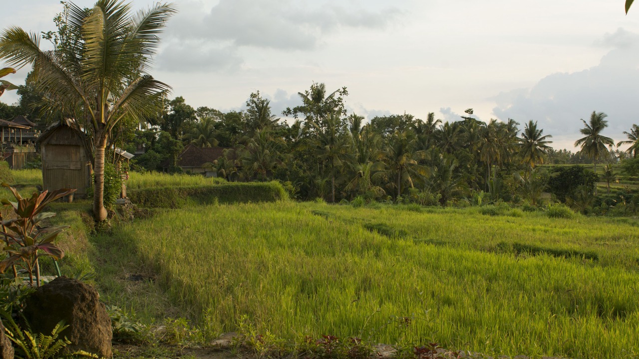 Photo of Others in Ubud