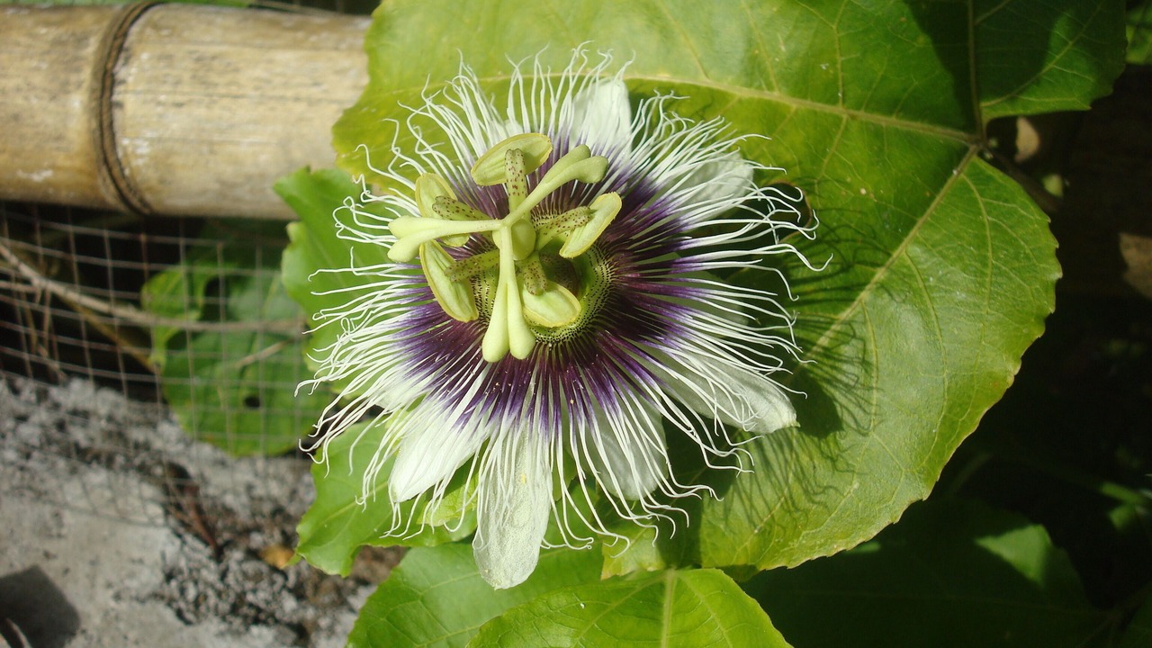 Photo of Outdoor in Tumbu Village