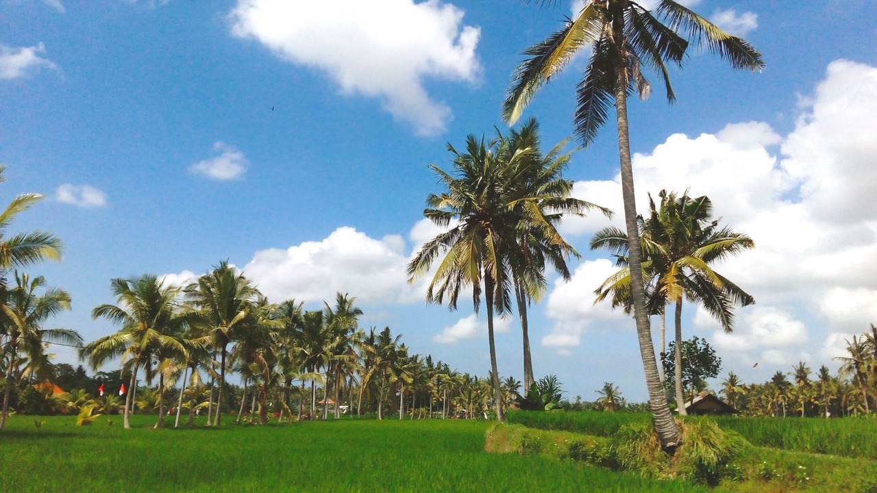 Photo of Outdoor in Kemenuh