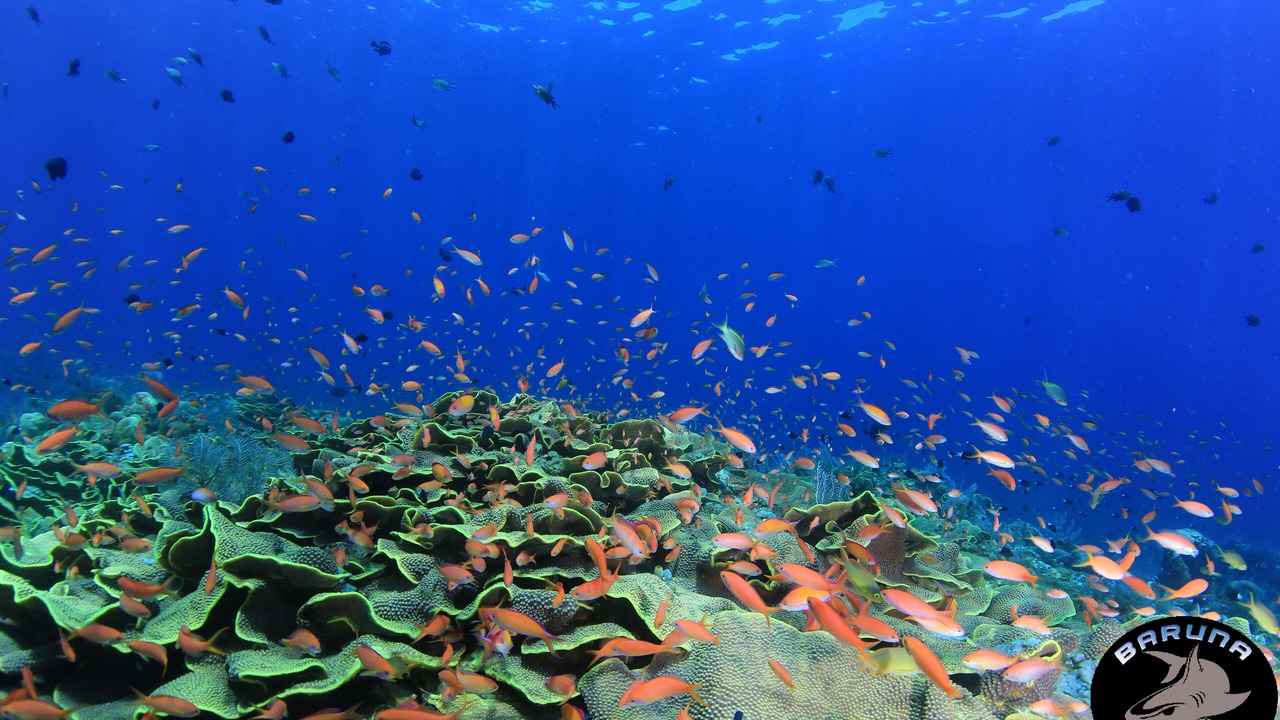 Photo of Others in Tulamben