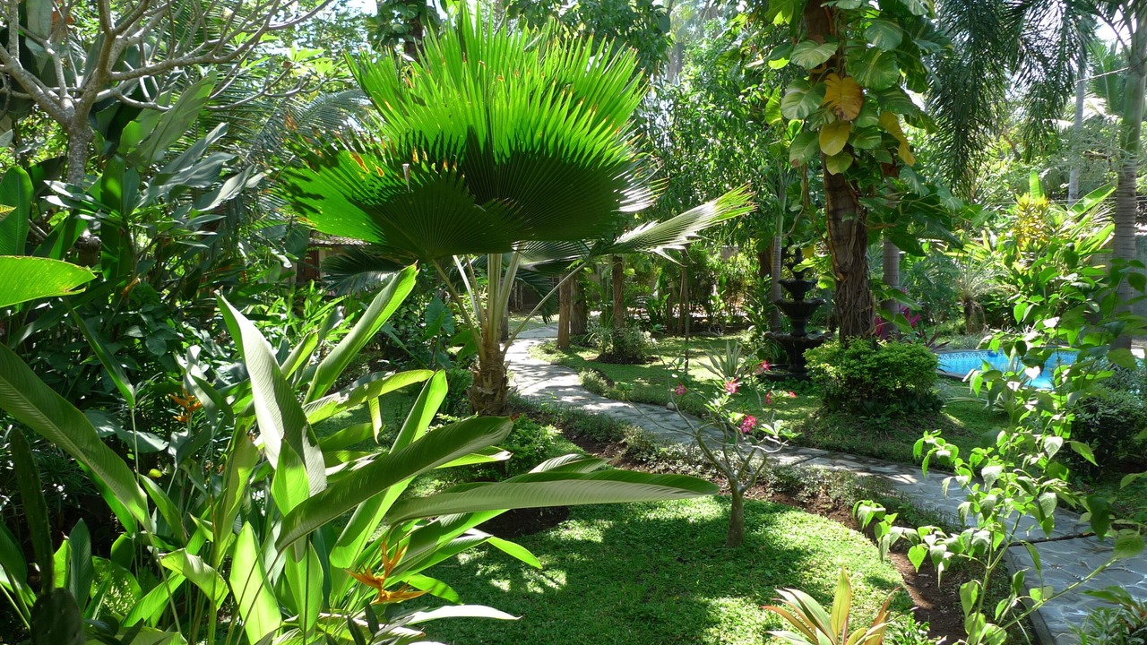 Photo of Outdoor in Lovina