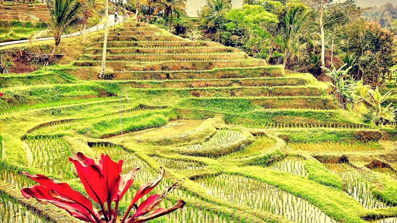 Photo of Outdoor in Singaraja