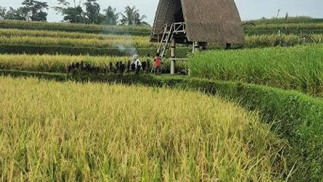 Photo of Outdoor in Sebatu
