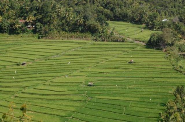 Photo of Others in Munduk