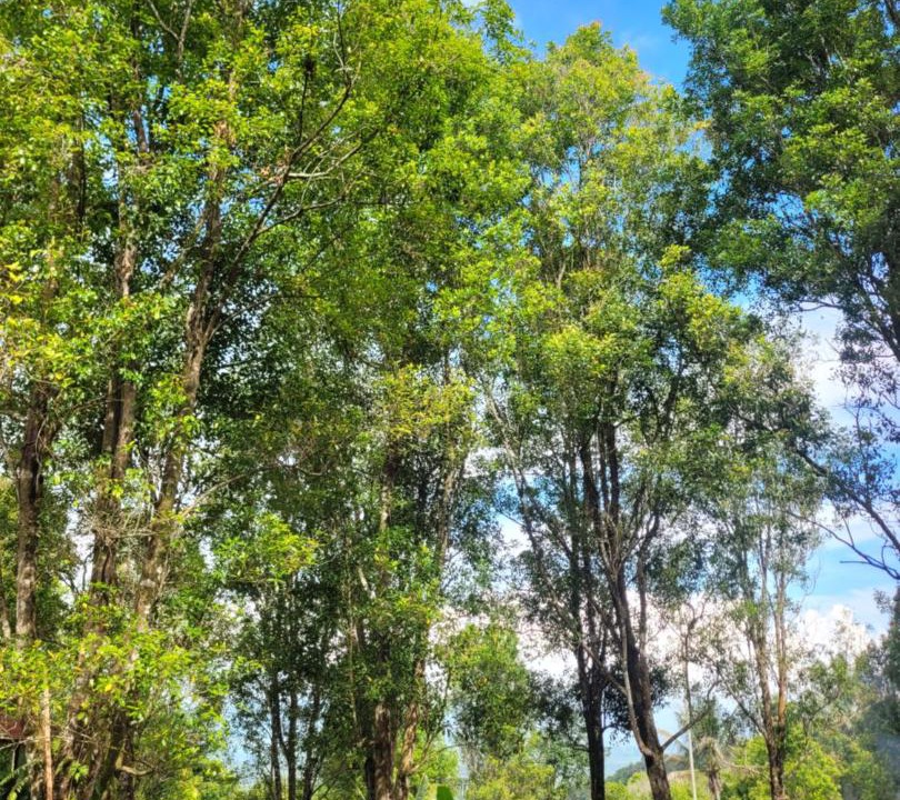 Photo of Outdoor in Gobleg