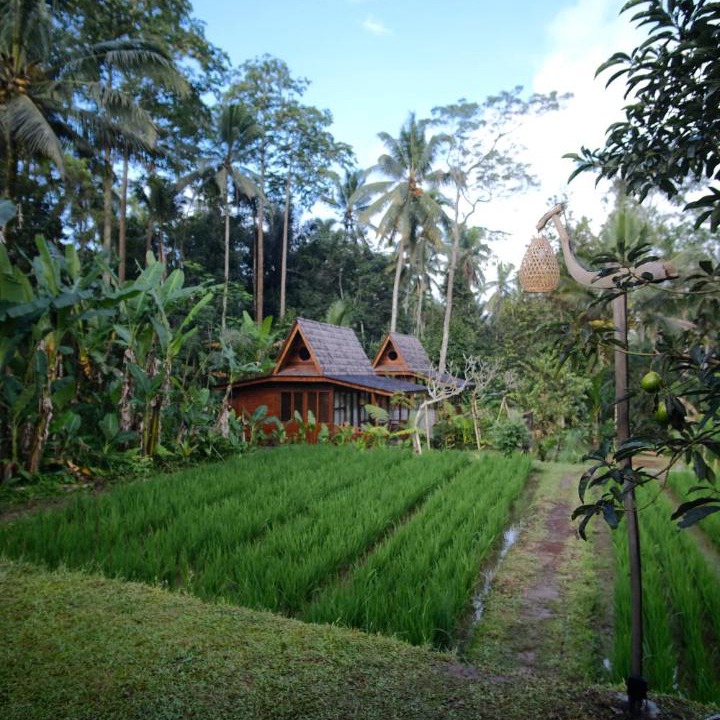 Photo of Others in Taro