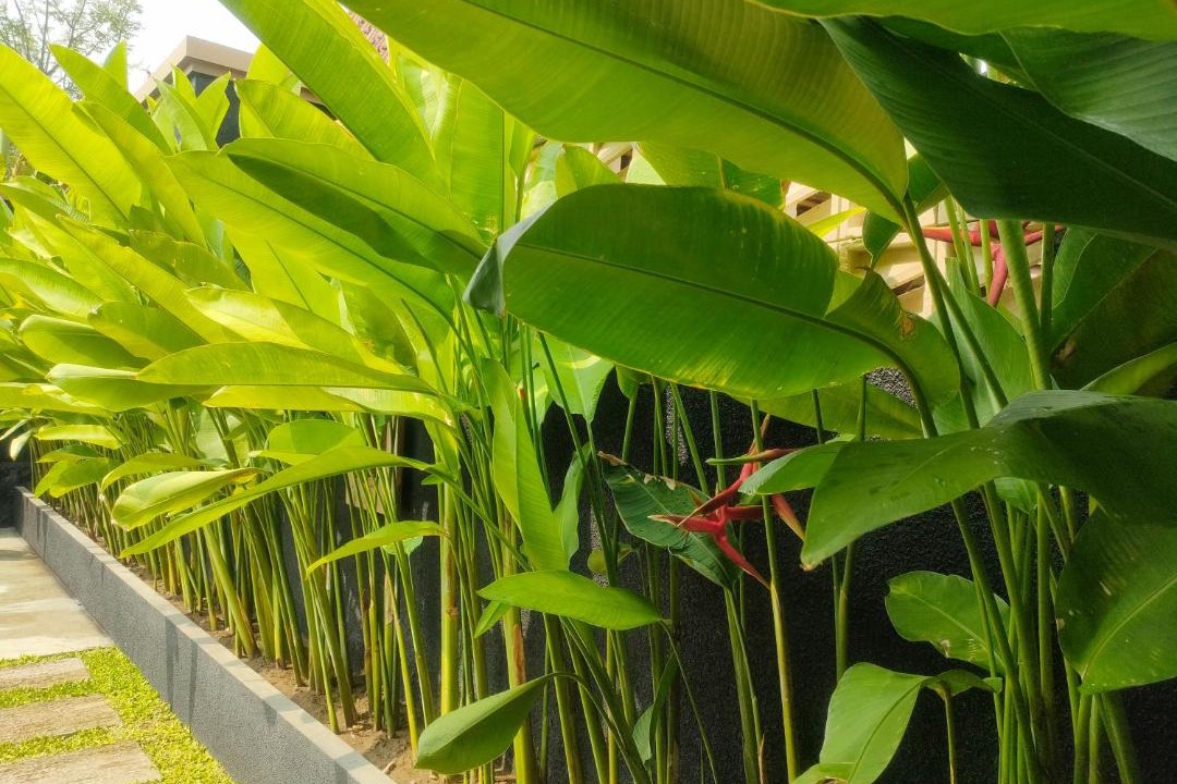 Photo of Outdoor in Denpasar Utara