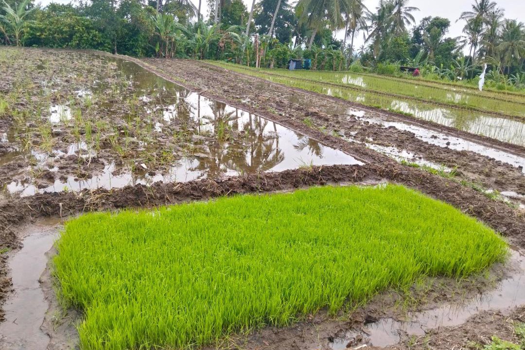 Photo of Others in Banjarangkan