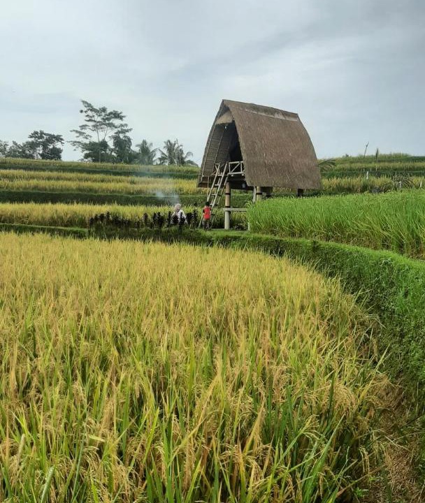 Photo of Others in Sebatu