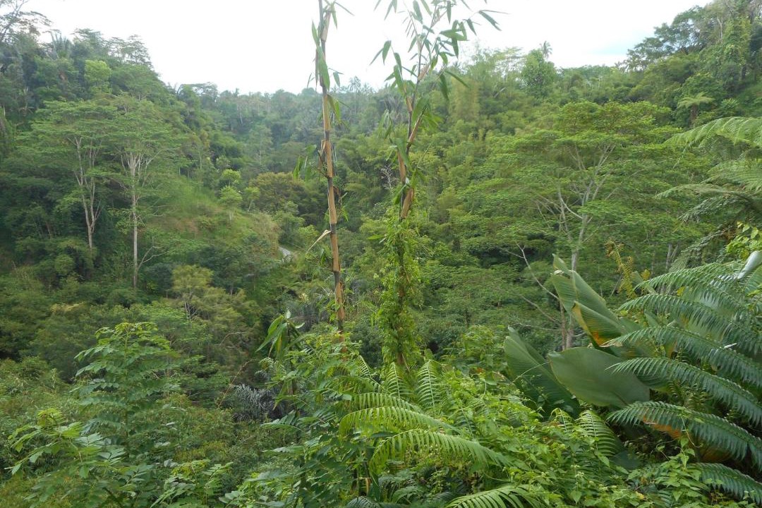 Photo of Outdoor in Taro