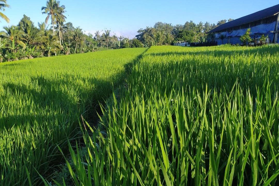Photo of Outdoor in Pupuan