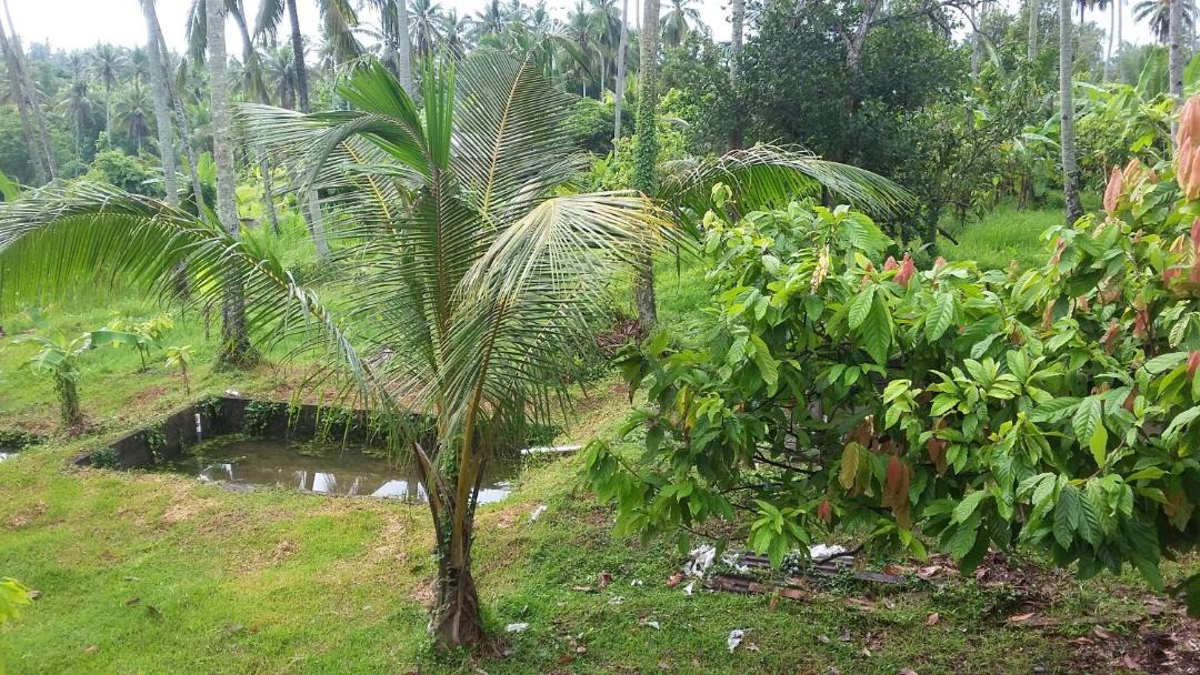 Photo of Outdoor in Suraberata