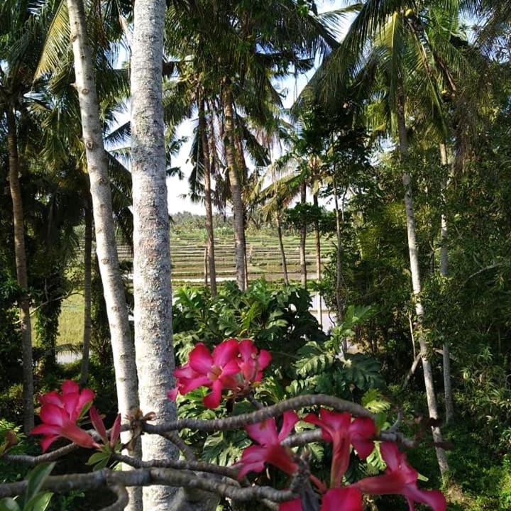 Photo of Others in Peliatan